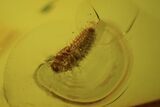 Small Fossil Beetle Larva (Coleoptera) In Baltic Amber #50600-1